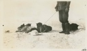 Image of Dog team resting in snow